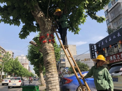 乱牵乱挂乱采摘 荆州市城市绿化管理处集中整治    