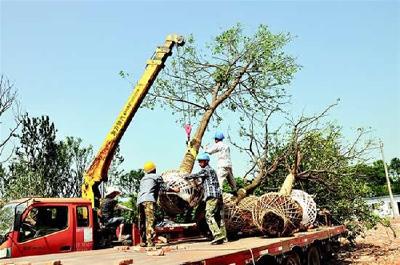 新型农业经营主体：农事钟点工正走俏荆州乡村