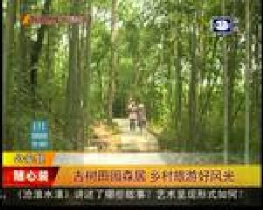 古树田园森居 乡村旅游好风光