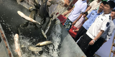 全国“放鱼日” 荆州市在长湖举行增殖放流活动 