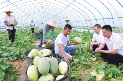 精准脱贫 松滋纸厂河镇城址山村120亩香瓜喜获丰收