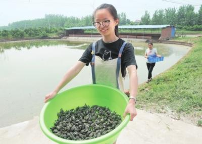 销售额超1000多万元 江陵这个镇年产乌龟200万只