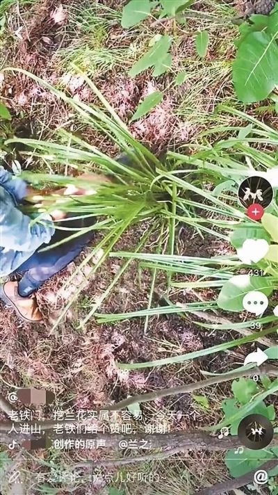 这种网上热销的植物，别再买了！