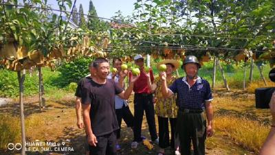 荆州区翠冠梨愁销路 专家建议：错峰上市+合作社