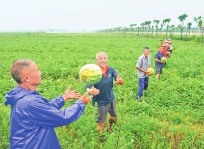 公安西瓜获丰收 农民笑开颜