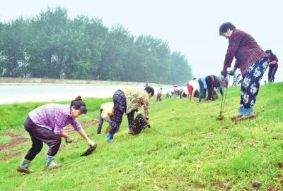 荆江大堤再换“新衣” 预计8月初草皮全部完工