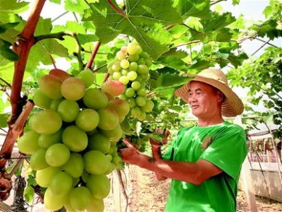 长江中下游最大葡萄产区的发展启思：悟透一个