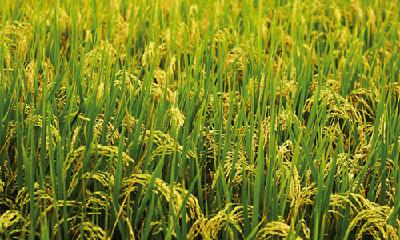  7月份水稻病虫发生趋势发布 需做好稻飞虱等防治