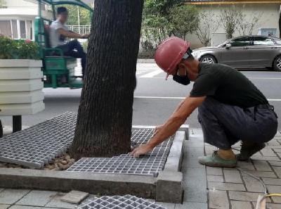 树池“会呼吸”！荆州引进新型材料改造行道树树池