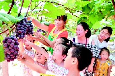 公安葡萄占全省半壁江山 成长江中下游最大葡萄产区