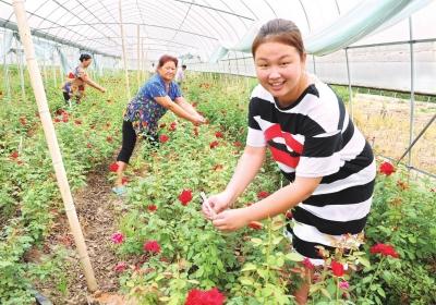 江陵县资市镇的月季花开了 致富路上花香沁人