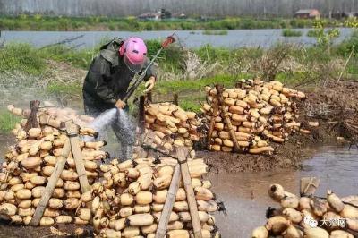  荆州人知道吗？全国80%的莲藕竟然都来自这些地方