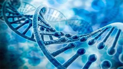 技术突破！中国科学家超越国际同行：将16条染色体合一