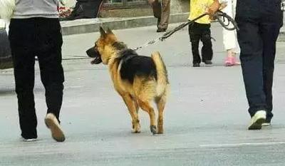 《武汉市物业管理条例》修订：违规养狗将纳入失信名单