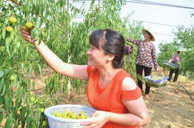 产量达4、5千公斤，荆州这个地方的冬枣供不应求！