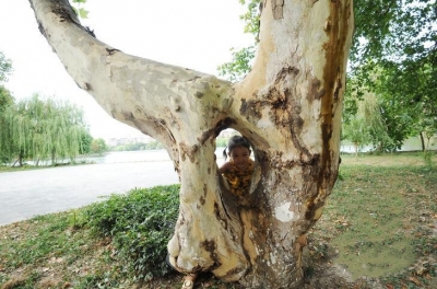 你见过“连体树”吗？江津湖旁边有一棵！