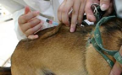 动物疫苗接种流于形式，狂犬病居全国传染病报告死亡数第四位