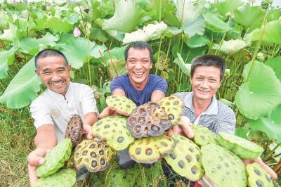 江陵有个莲虾共生基地 不仅能采莲蓬还能抓小龙虾