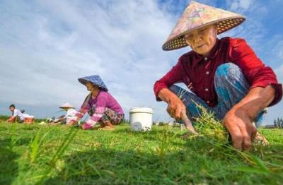 江陵县普济镇开展草坪特色种植 年销售额达500万