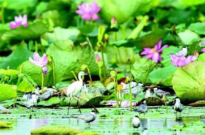 鸥鹭戏荷丛水乡诗意浓 洪湖湖泊生态修复成果丰