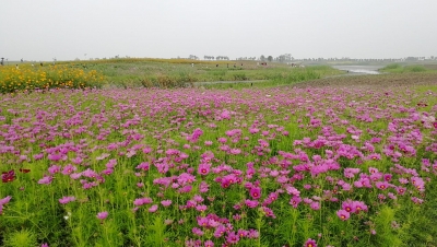 投资5亿的洪湖“金湾花海”今日开园 ，千亩花海盛开邀您来！