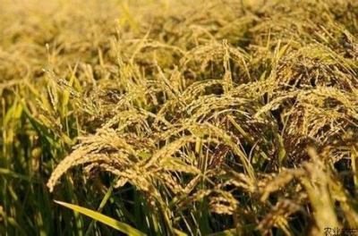 荆州2018年中晚籼稻最低收购价比去年下调0.10元