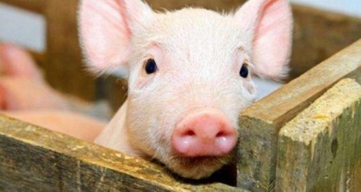 沙市区排查生猪6255头次 未发现非洲猪瘟等动物疫情