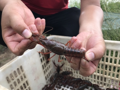 四年打造2230亩龙虾基地还开电子厂 这个荆州人带动乡亲共同致富