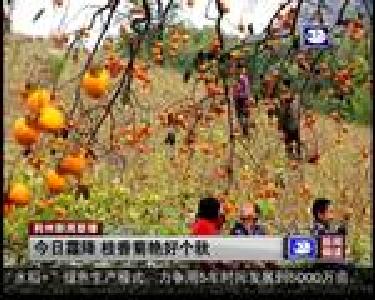 短消息：今日霜降 桂香菊艳好个秋