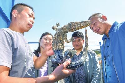 江陵马家寨引进泰国暹罗鳄 预计年销售额超200万