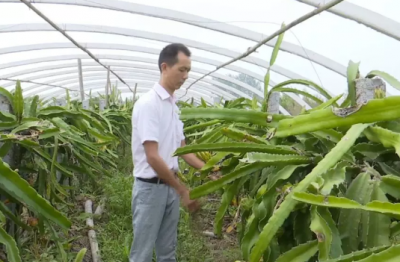 他把热带水果“搬”到江汉平原种植，一亩卖到5万块