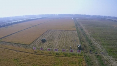 一种两收：江陵县千亩再生稻收割 农民增产又增收