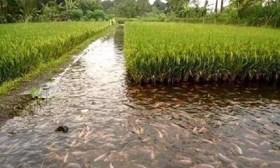 公安县国家级稻渔综合种养示范区创建获评“优秀”