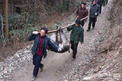 安徽：野猪数量过多时或将组织专业人员进行猎捕