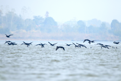 守护“鸟的天堂” 荆州区马山镇保护湿地退渔还湖