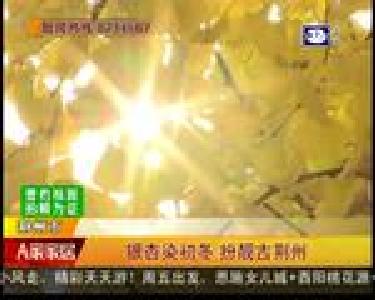 银杏染初冬 扮靓古荆州