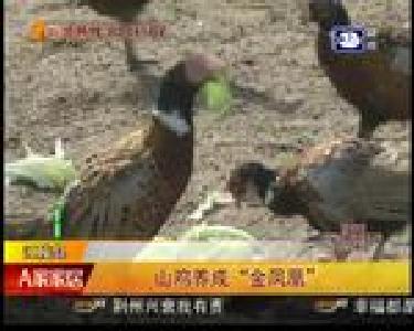 山鸡养成“金凤凰”