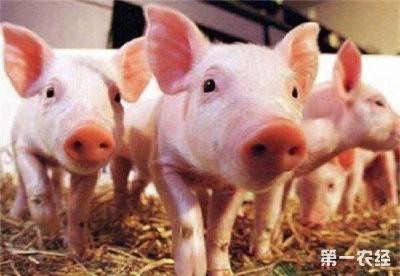 农业部：非洲猪瘟对元旦春节猪肉供应影响有限，涨价空间不大