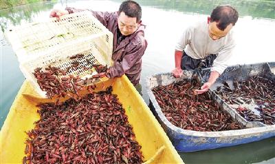 经济日报：荆州市大力推进产业扶贫 特色产业带动万人脱贫