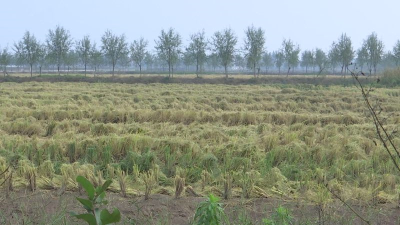 荆州区：农民稻田养它们，一起奔着小康目标走......