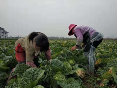 丰产却不丰收，岑河超10万吨蔬菜滞销 