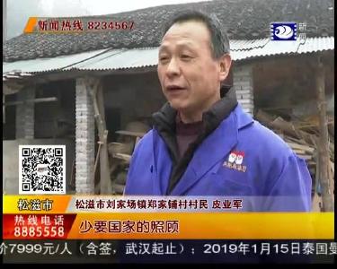 八百头猪愁销路 盼爱心人士帮忙