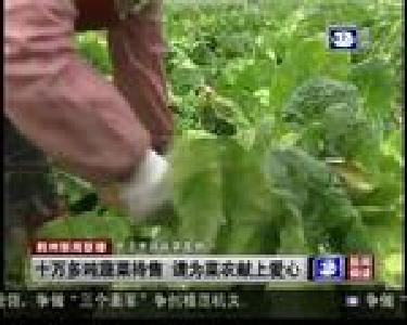 十多万吨蔬菜待售 请为菜农献上爱心