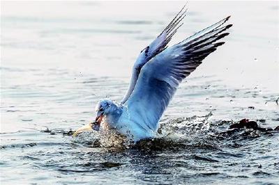 越冬候鸟处处家 红嘴鸥在洪湖上空自由翱翔 