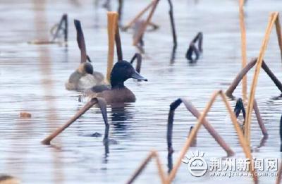 惊喜！极危鸟类青头潜鸭现身环荆州古城国家湿地公园