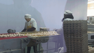 香港握手公安县 让消费者吃到安全、优质鸡蛋 