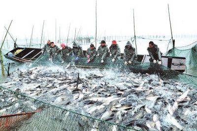 打造荆州品牌渔业，带动亿万产业链