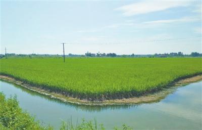 第二批国家级稻渔综合种养示范区公布  公安县上榜 