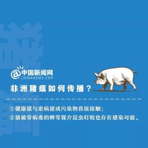 三全水饺被曝检出非洲猪瘟病毒！还有金锣、科迪、惠万家等