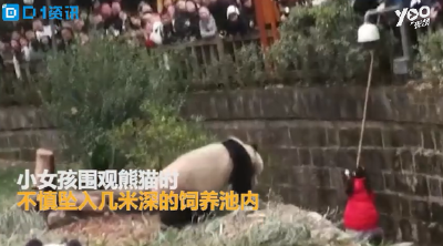 惊险！她不慎坠入熊猫活动区，熊猫靠近围观……